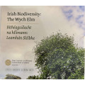 Ireland euro set BU 2025 - Biodiversity - the Wych Elm