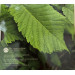 Ireland euro set BU 2025 - Biodiversity - the Wych Elm